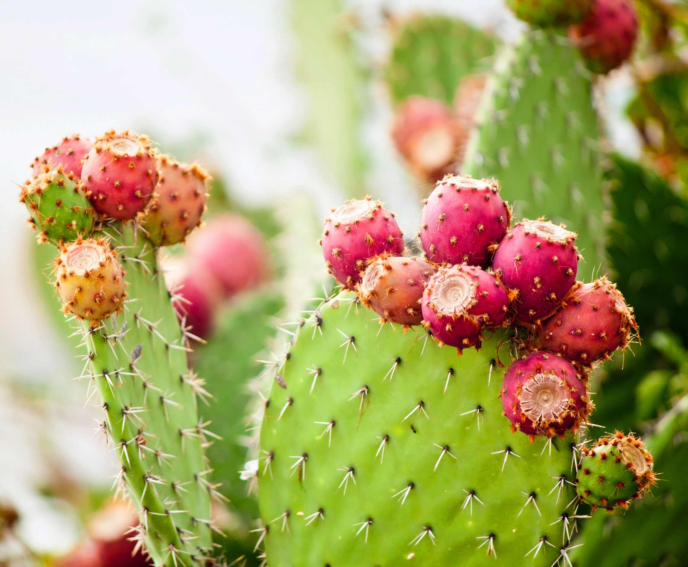 iStock_71343207_MEDIUM.jpg
